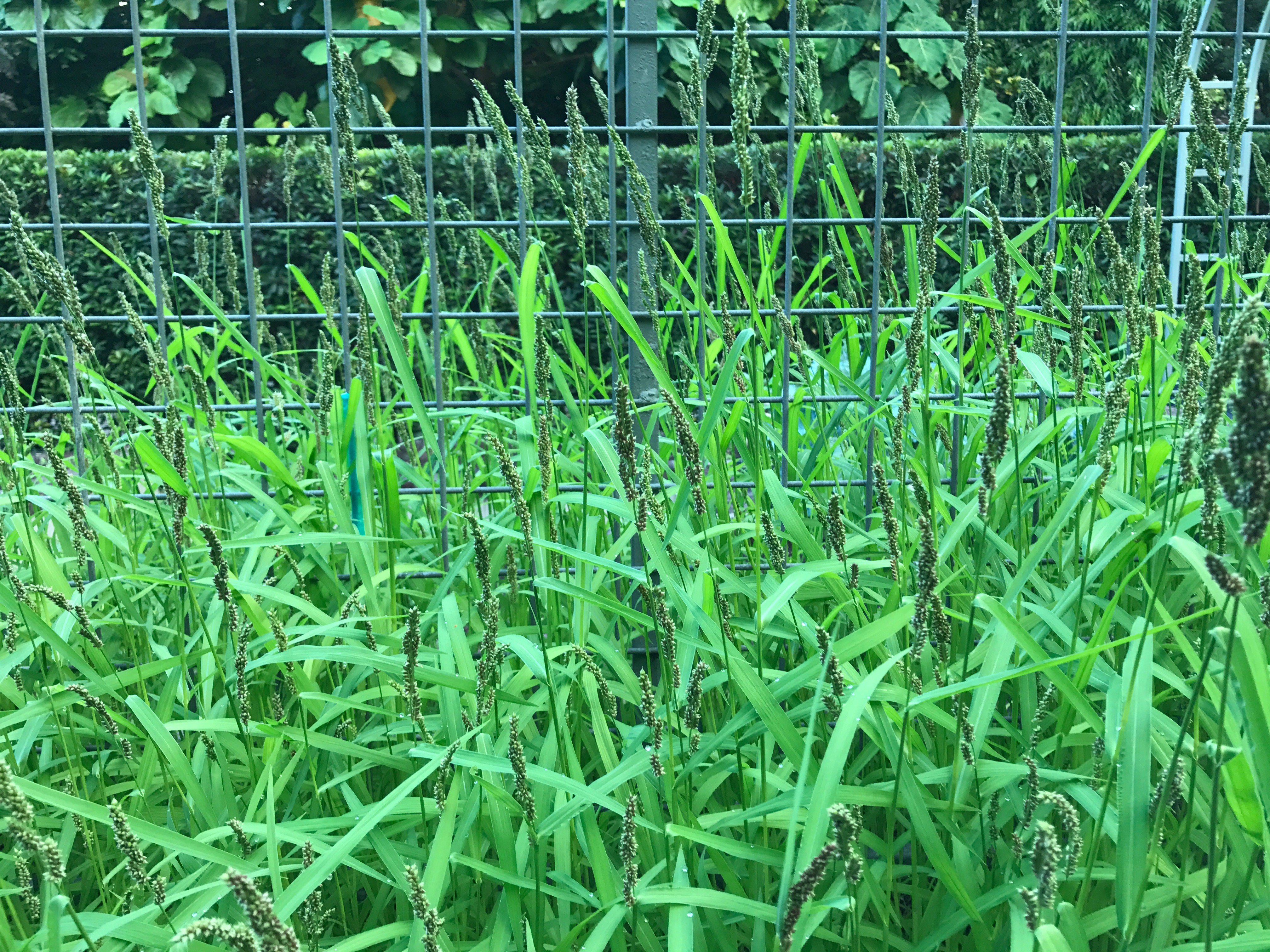 Summer Cover Crops • South Florida Gardening