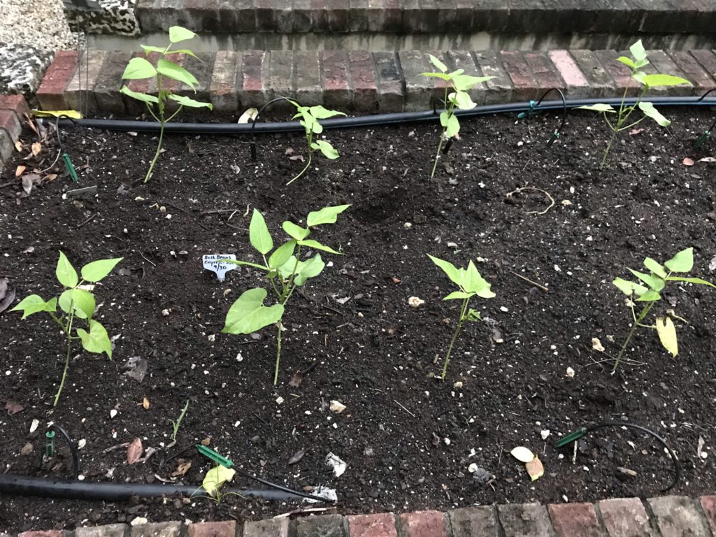 Green beans growing