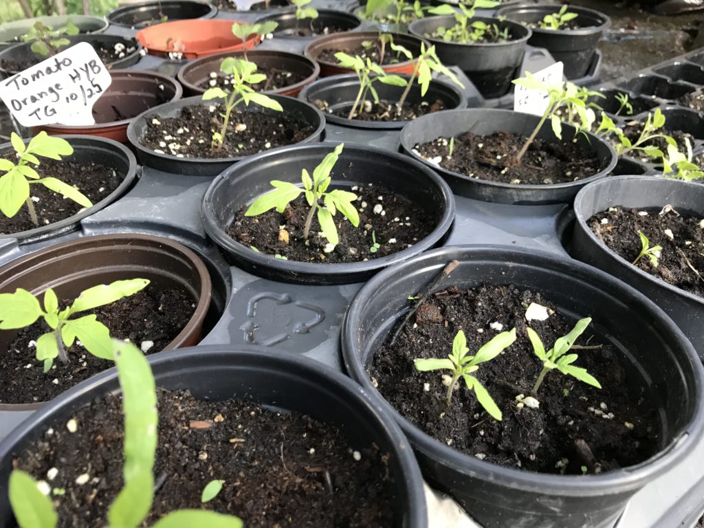Starting seedlings in flats for fall planting in South Florida