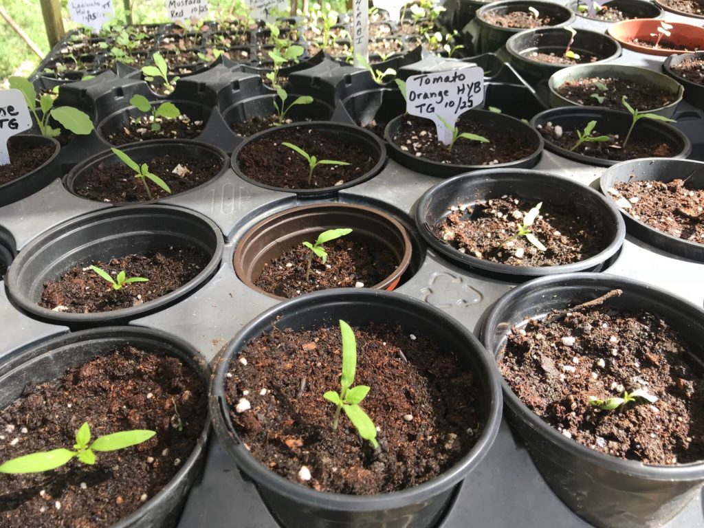 Seedlings-2