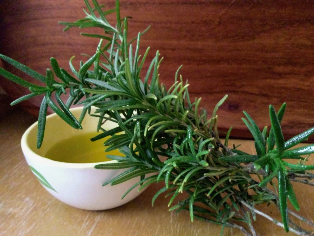 Rosemary sprig with cup of olive oil