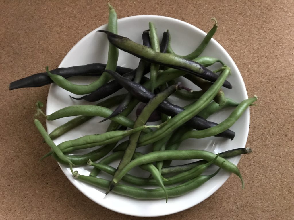 Green and purple bush beans