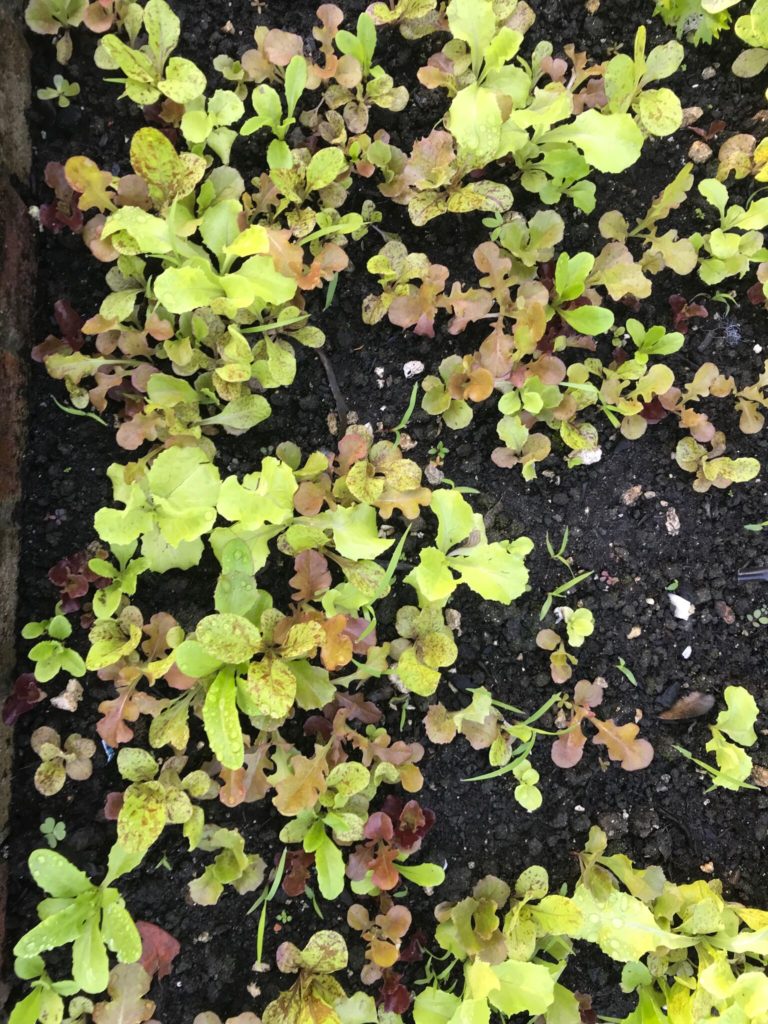 Mesclun lettuce mix growing