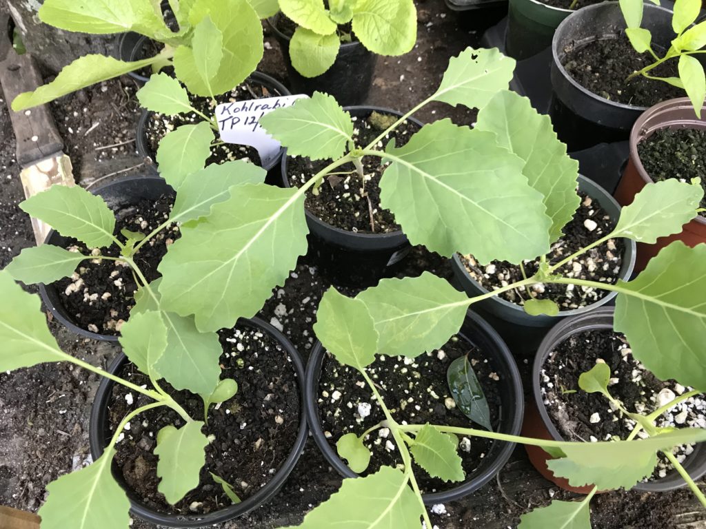 Kohlrabi seedlings