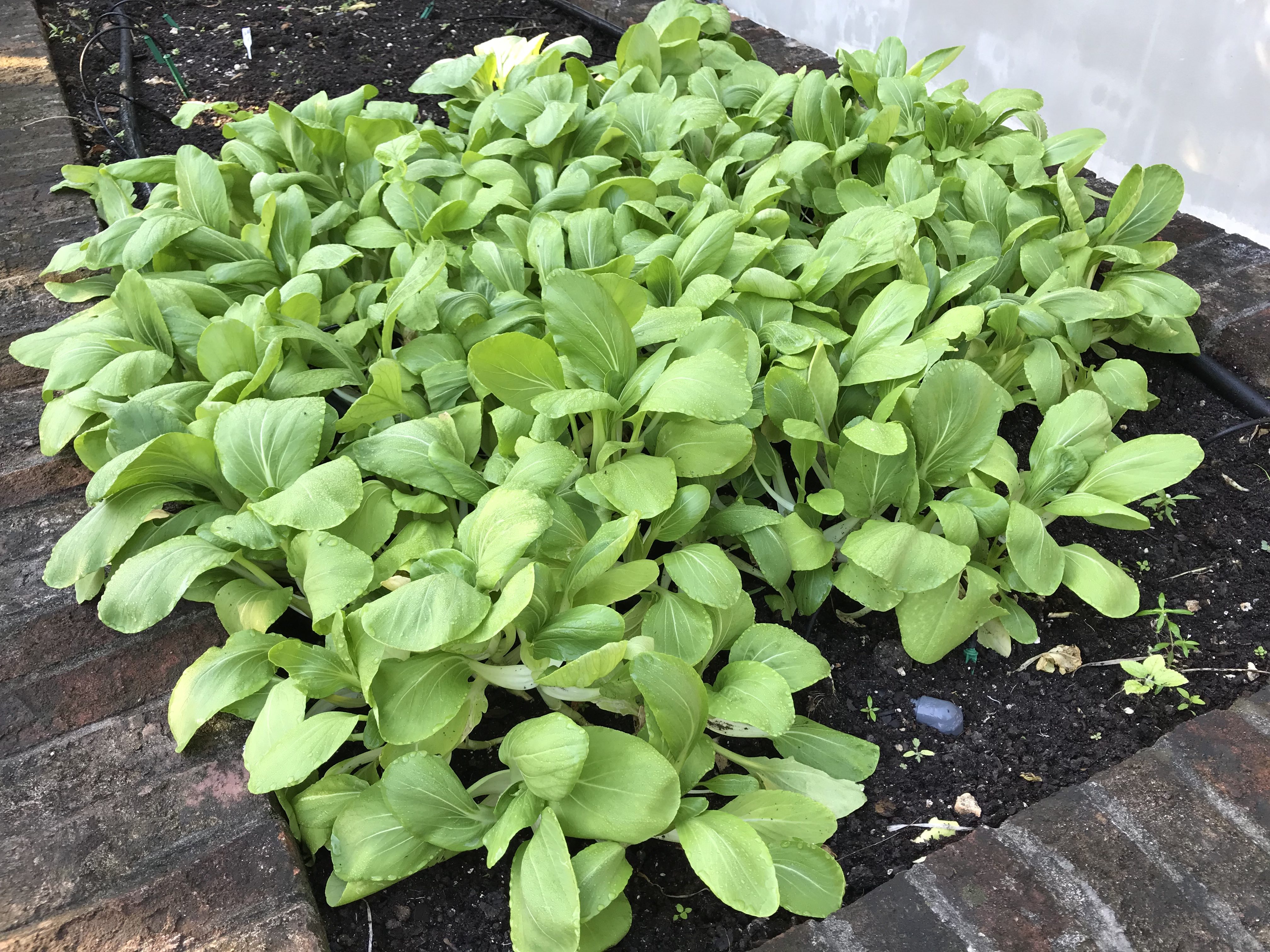 Growing Bok Choy - in All its Varieties - in South Florida