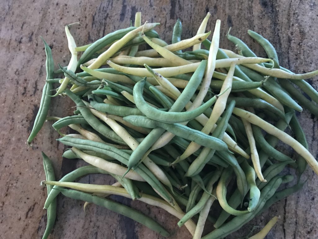 Pile of green and yellow bush beans