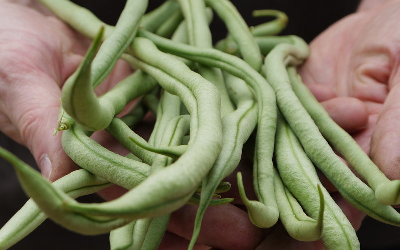 Fresh green beans in hands