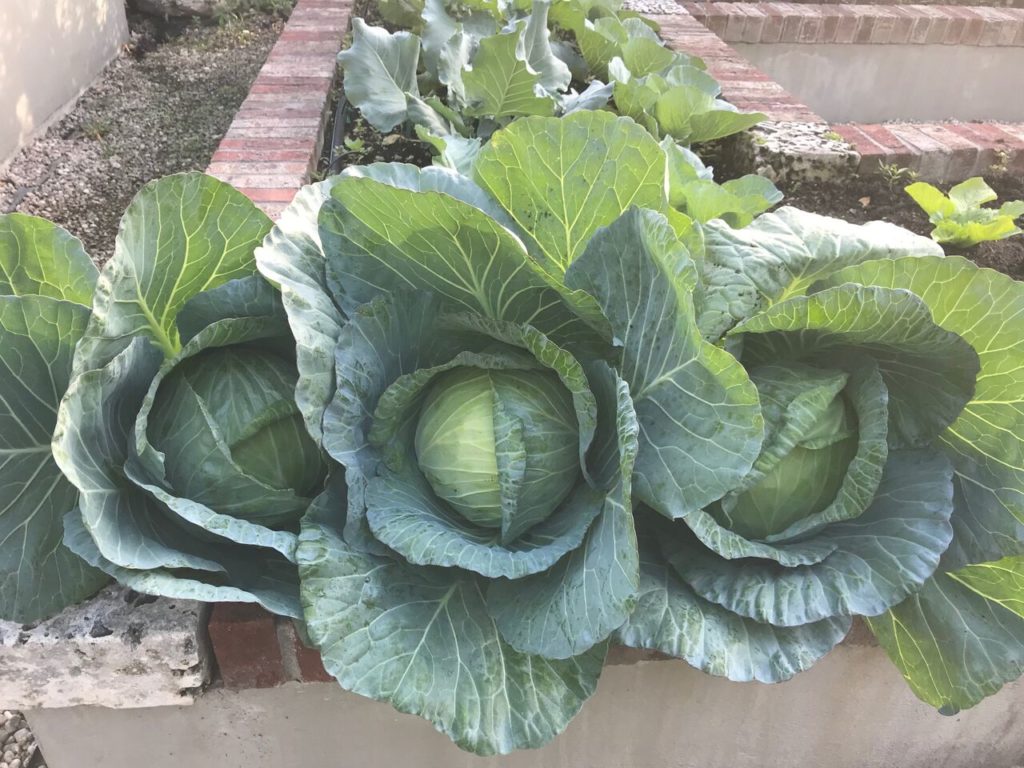 3 heads of harvested cabbage