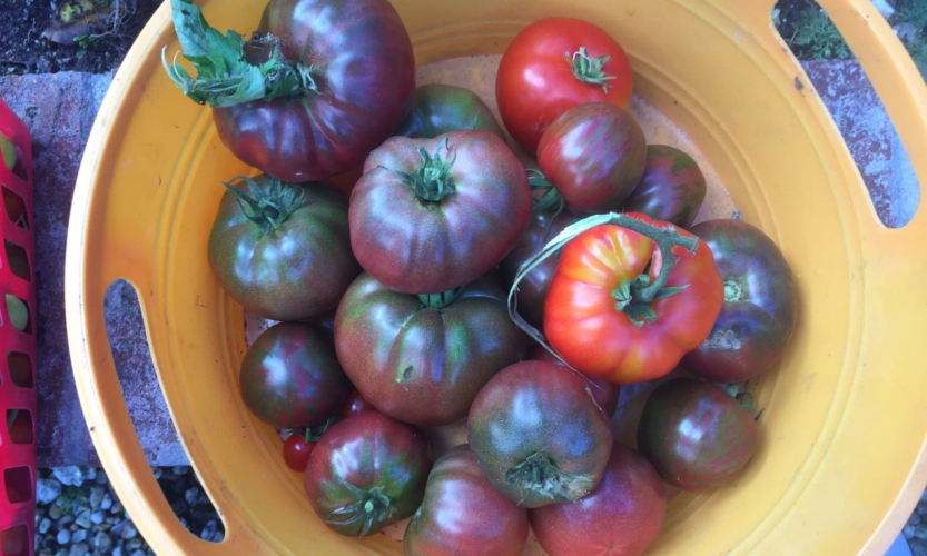 Basket of ripe tomatoes