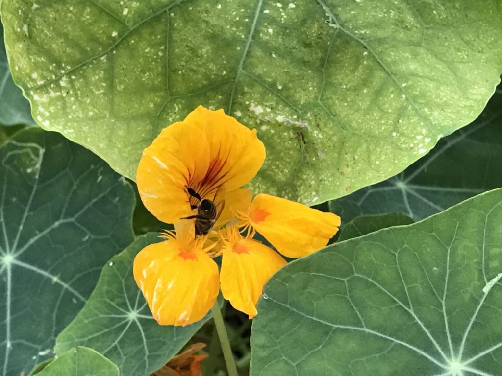 Yellow nasturtium flower visited by a bee