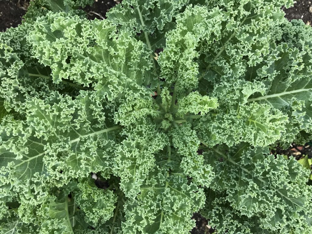 Curly kale