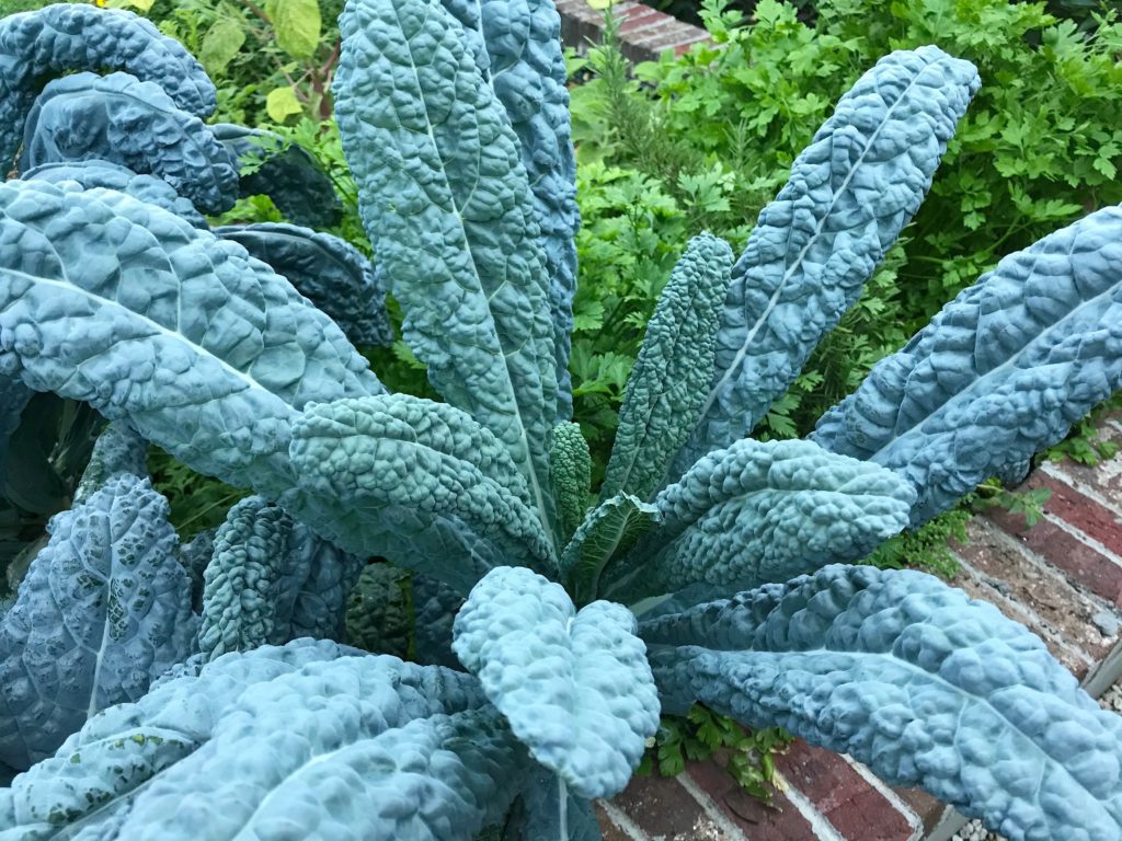 lacinato kale plant