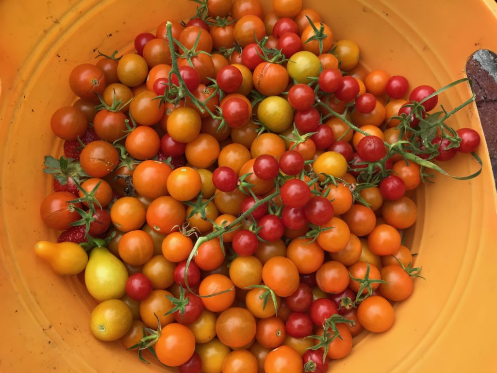 Basket of assorted cherry tomatoes