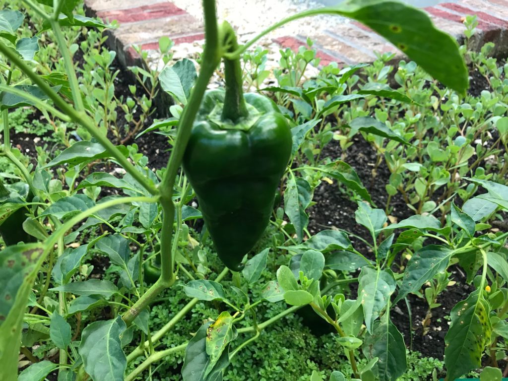 Poblano pepper growing in bed