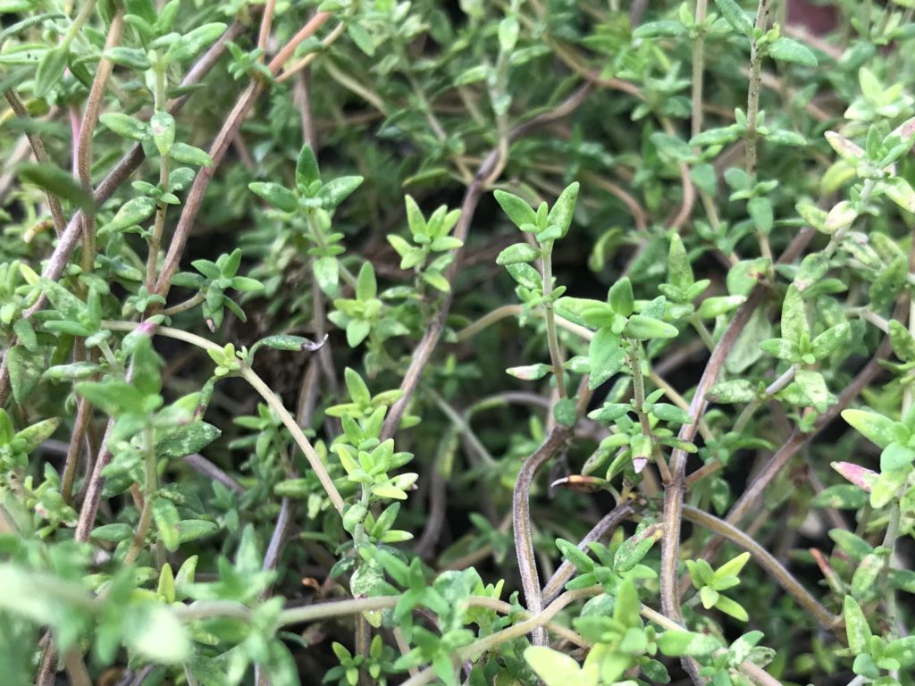 thyme plant close-up