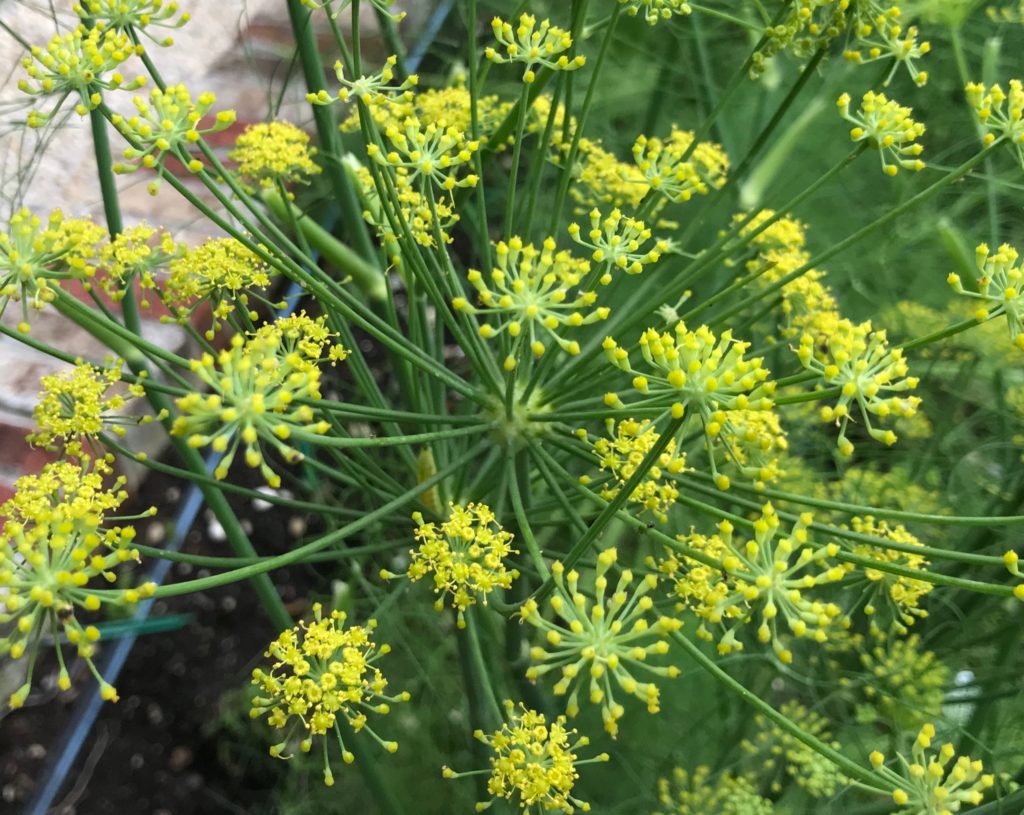 Fennel flowers on plant
