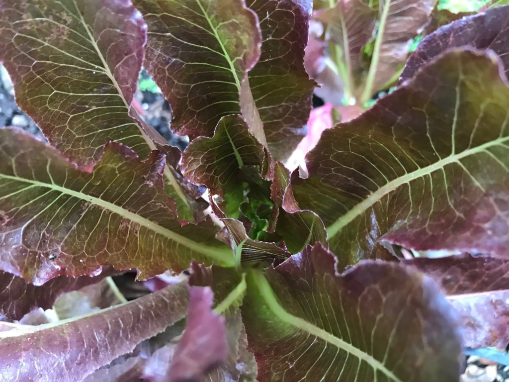 Red romaine lettuce plant