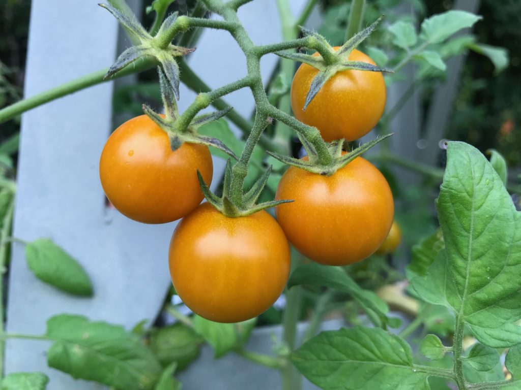 golden cherry tomatoes on the vine