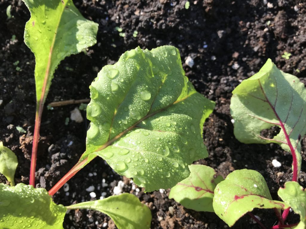 Swiss chard plant with morning dewdrops