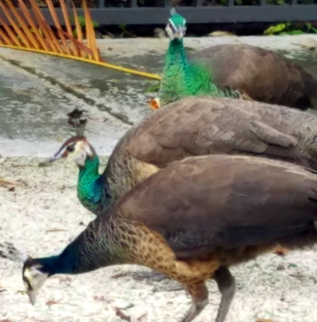 Group of peacocks