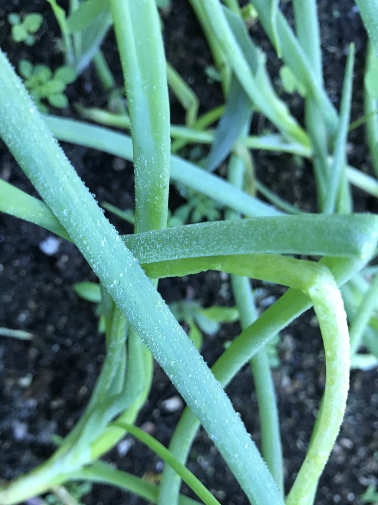 Scallions plants with morning dewdrops