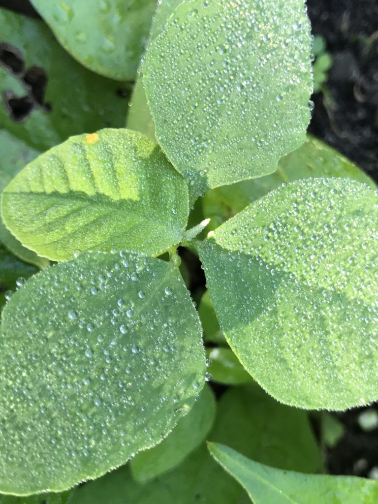 A weed glistening with dewdrops