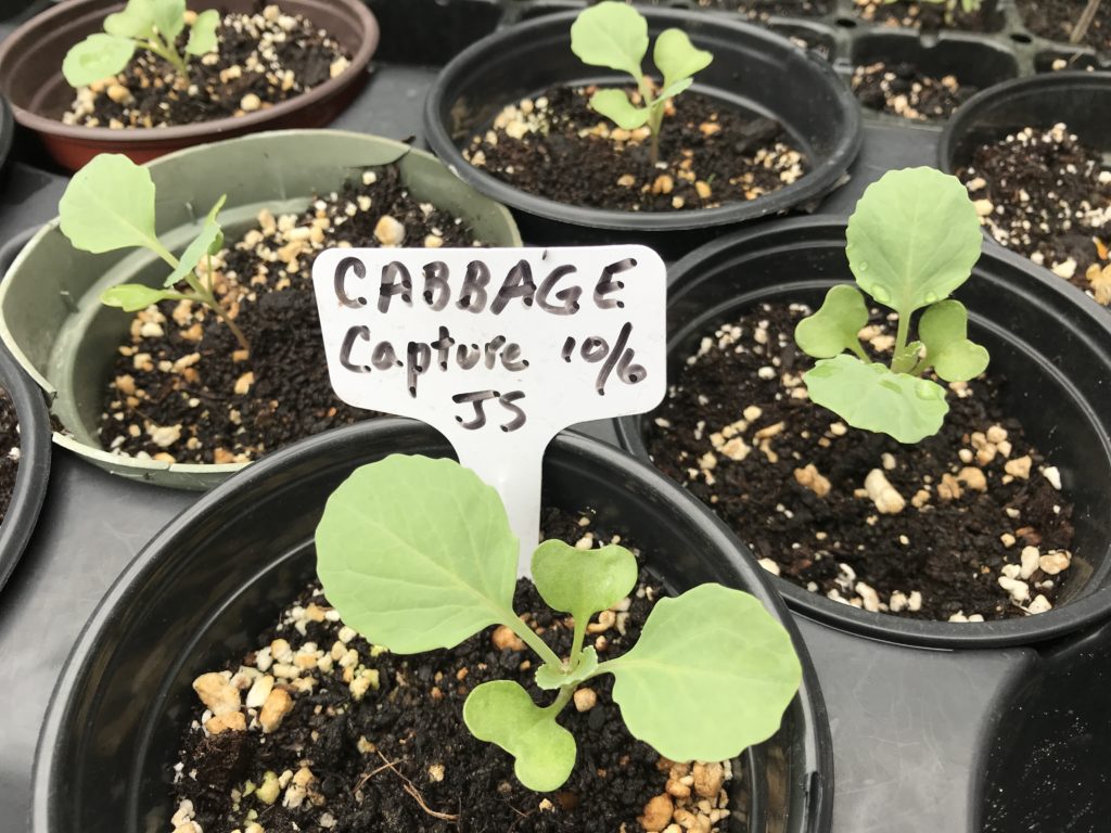 Young cabbage plants in pots
