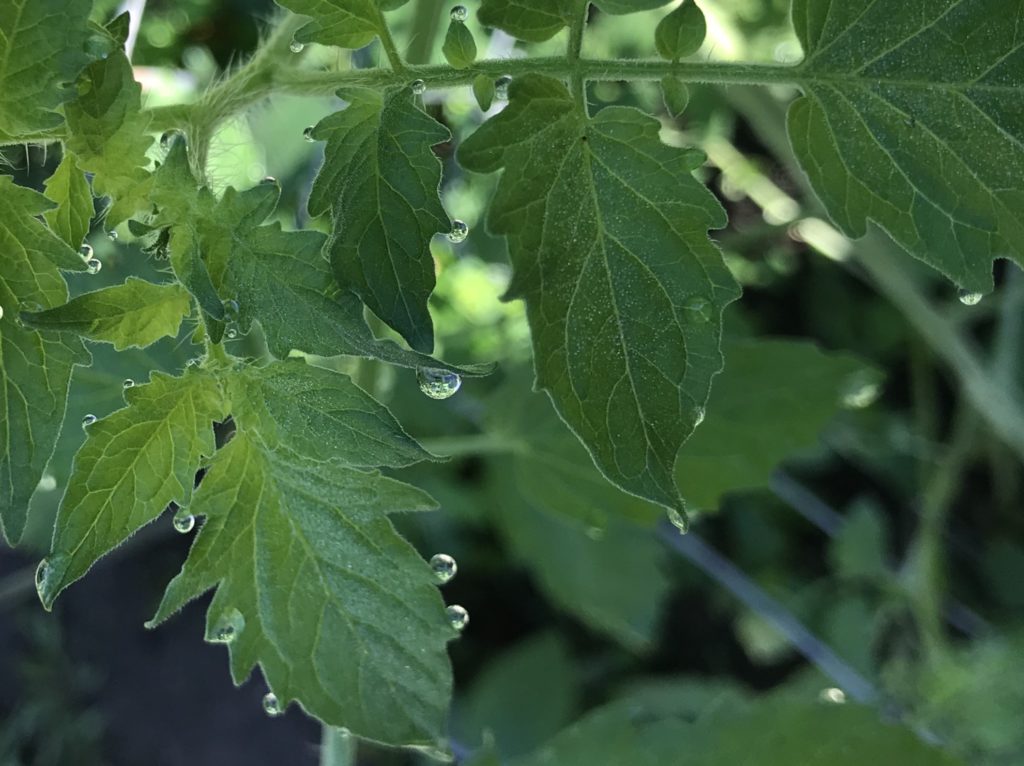 Tomato plant leaves with dew on the tips