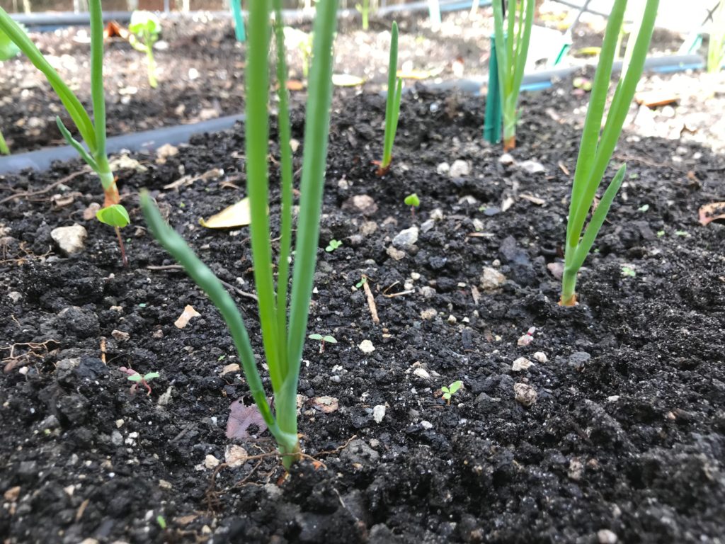 young onion plants in garden bed