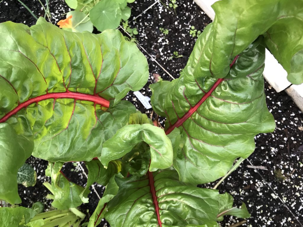Chard plant in square foot bed