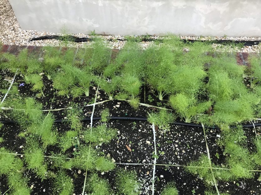 Square Foot Gardening - We're in Love! • South Florida Gardening