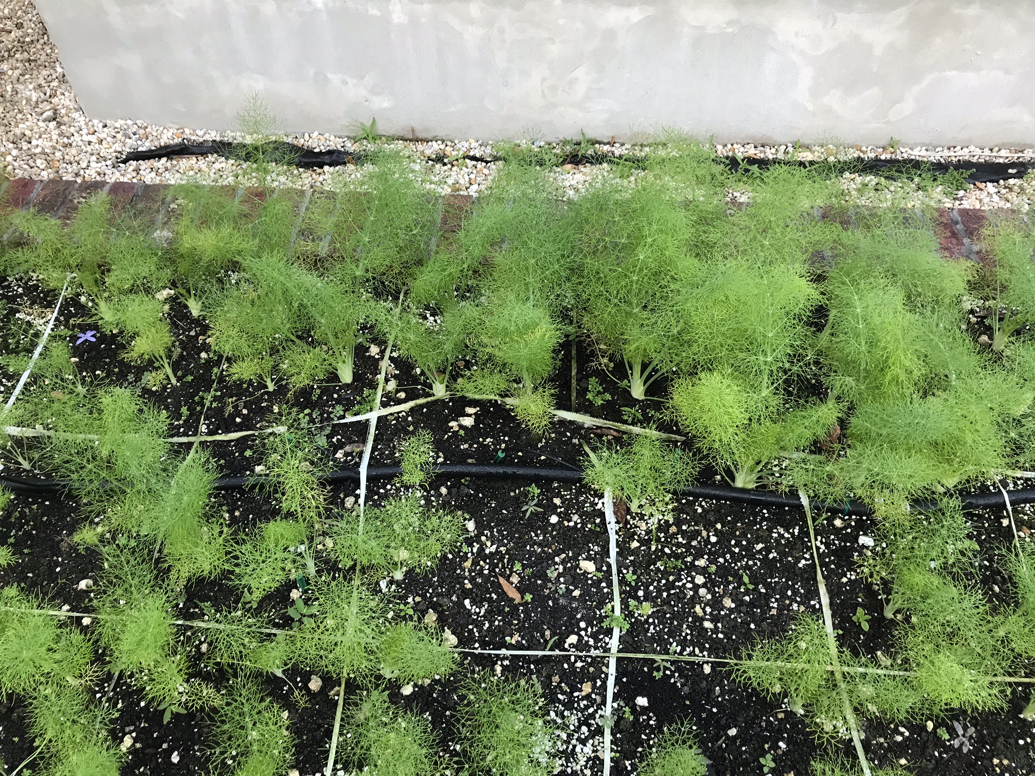 Square Foot Gardening - We're in Love! • South Florida Gardening