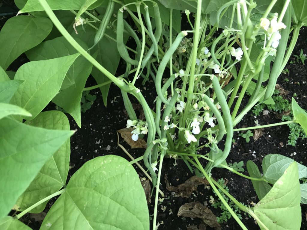 Green bean plant loaded with beans