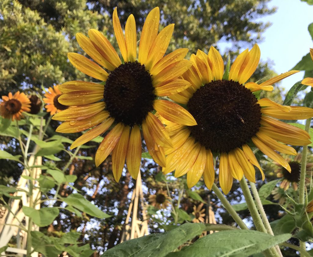 Two yellow sunflowers in the garden