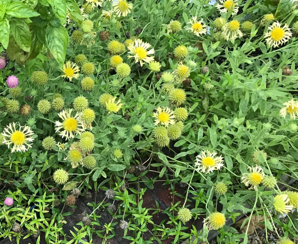 Yellow gaillardia flowers and buds