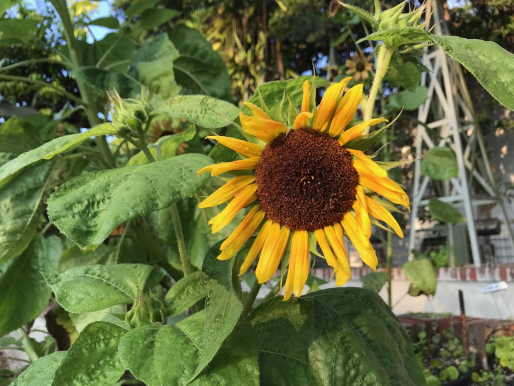 Yellow sunflower past its prime