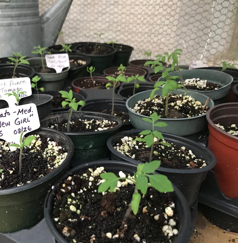 Tomato seedlings in pots