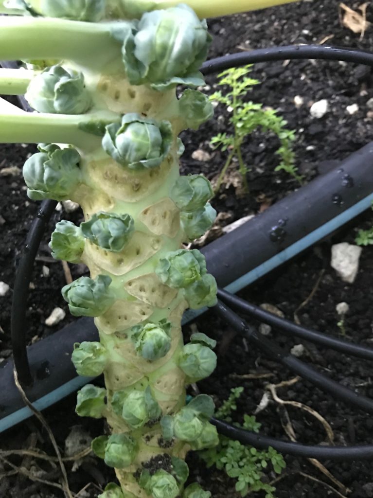 Brussels sprouts growing on the stem