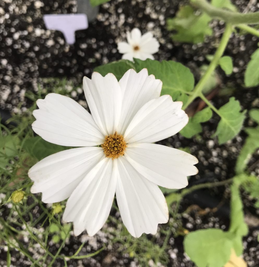 White cosmos flower 