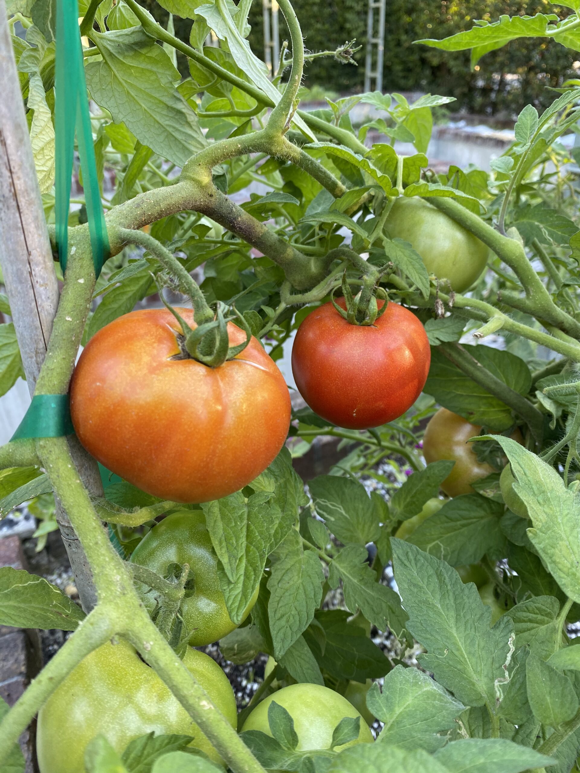 Many garden treasure variety tomatoes