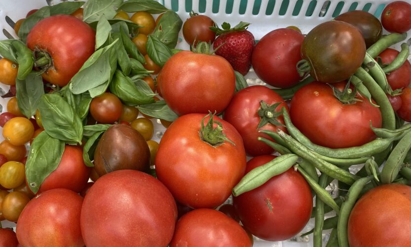 Basket featuring red tomatoes
