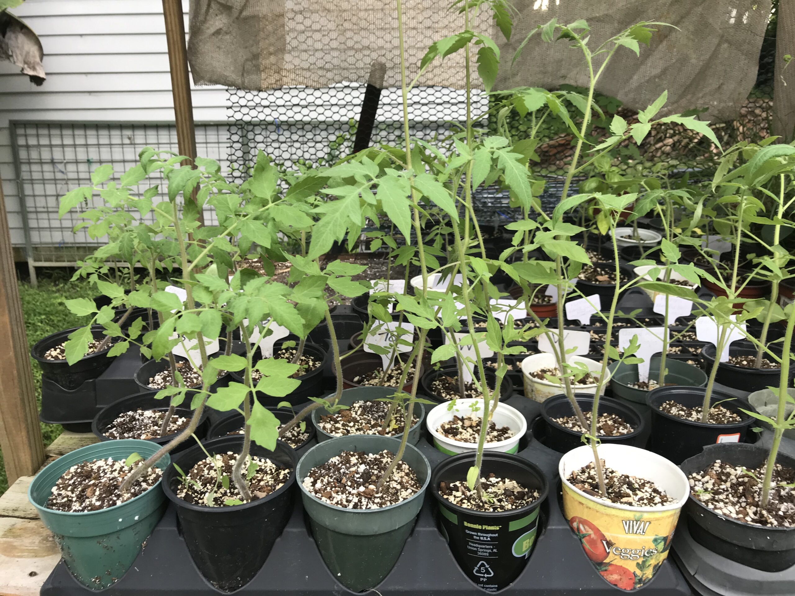 Variety of tomato seedlings in 4 inch pots