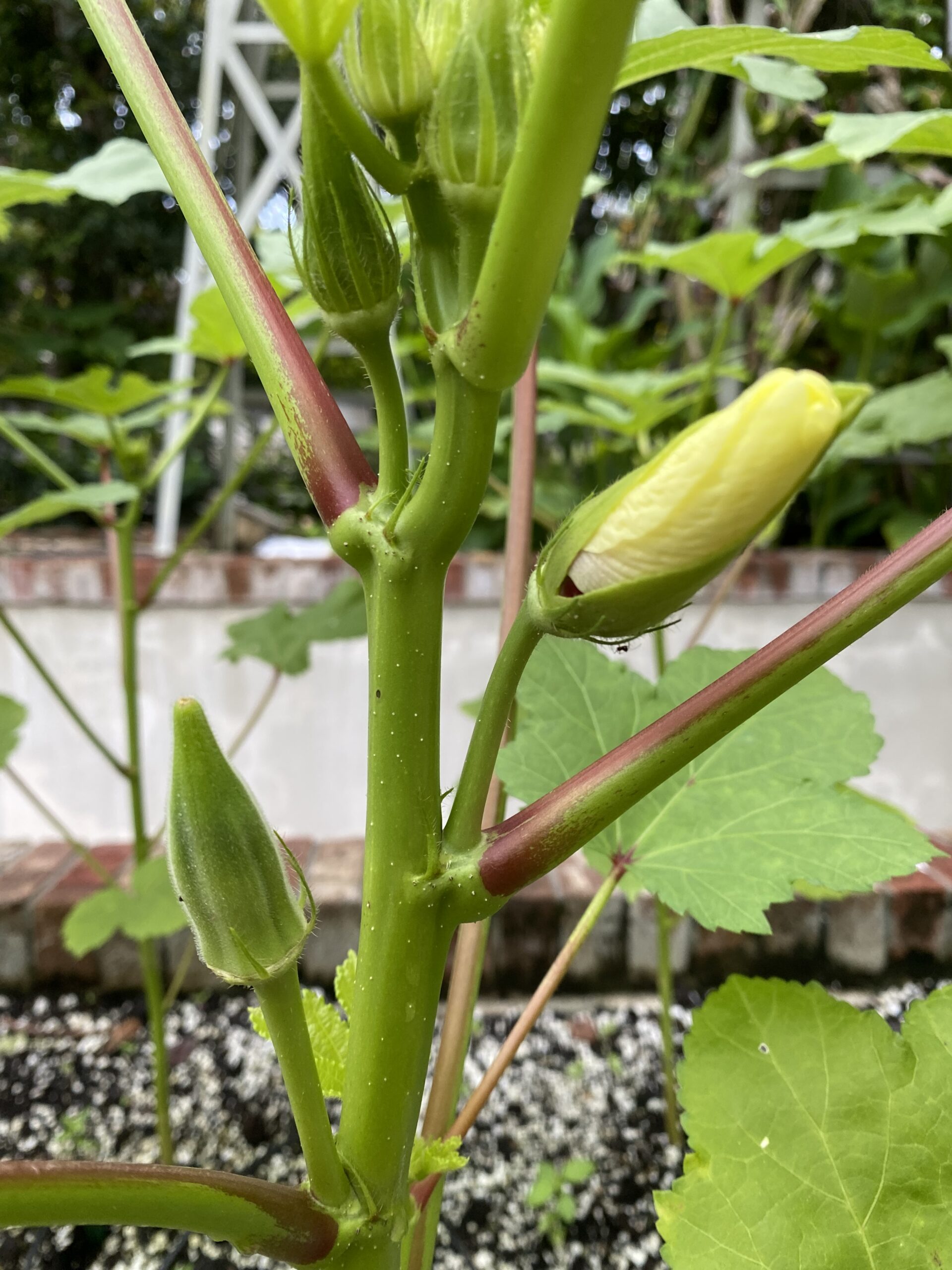 Okra flower bud and one small okra on plant