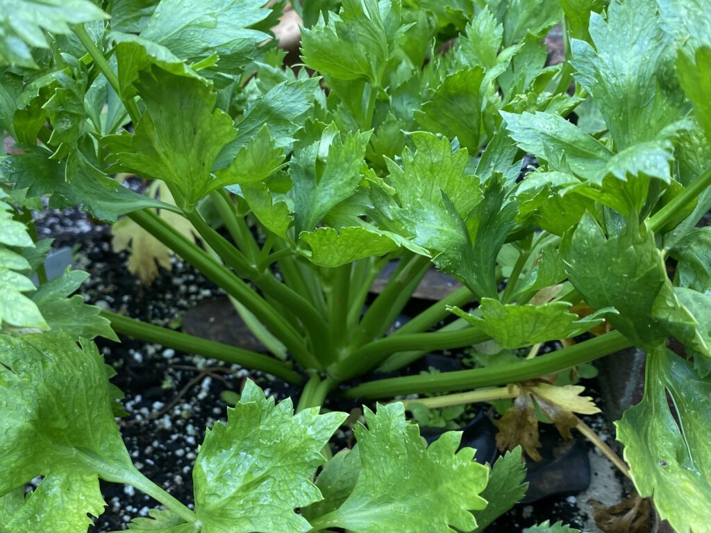 One bunch of celery growing