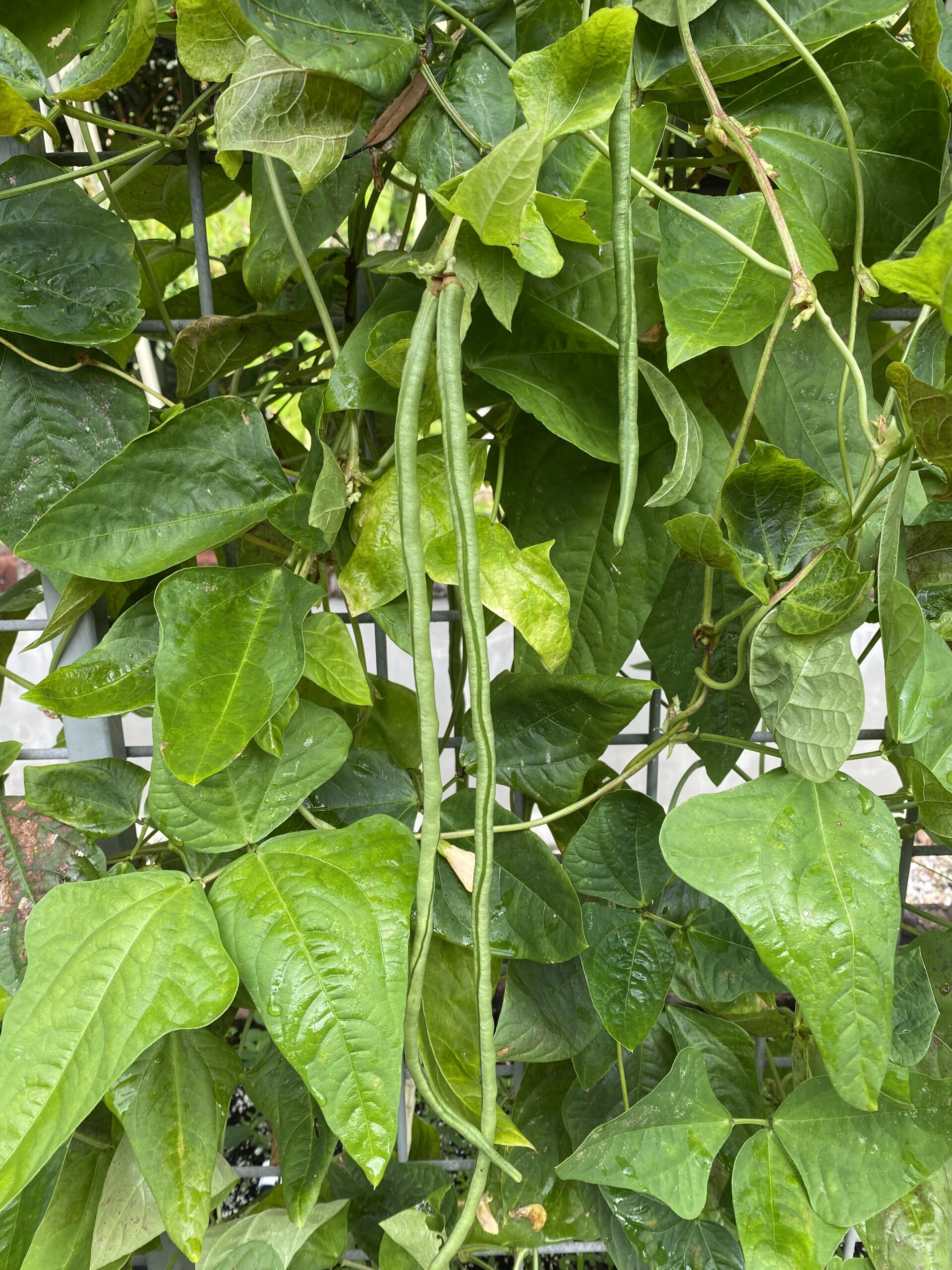 Long bean crop growing on trellis