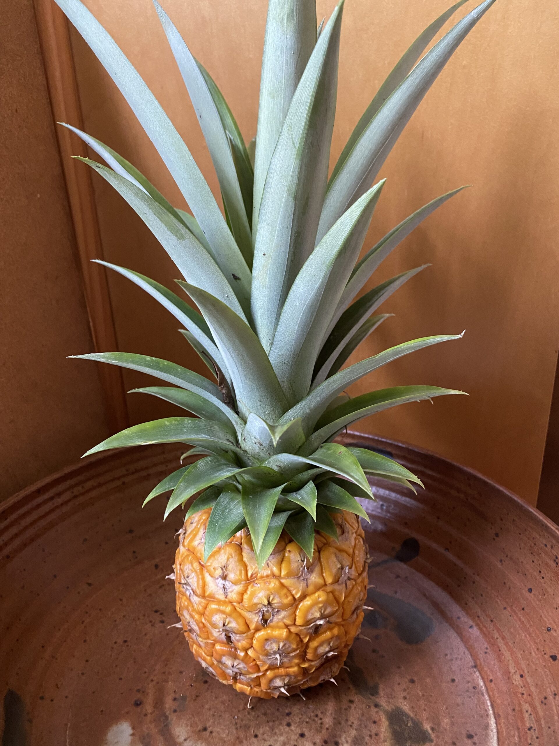 Small pineapple