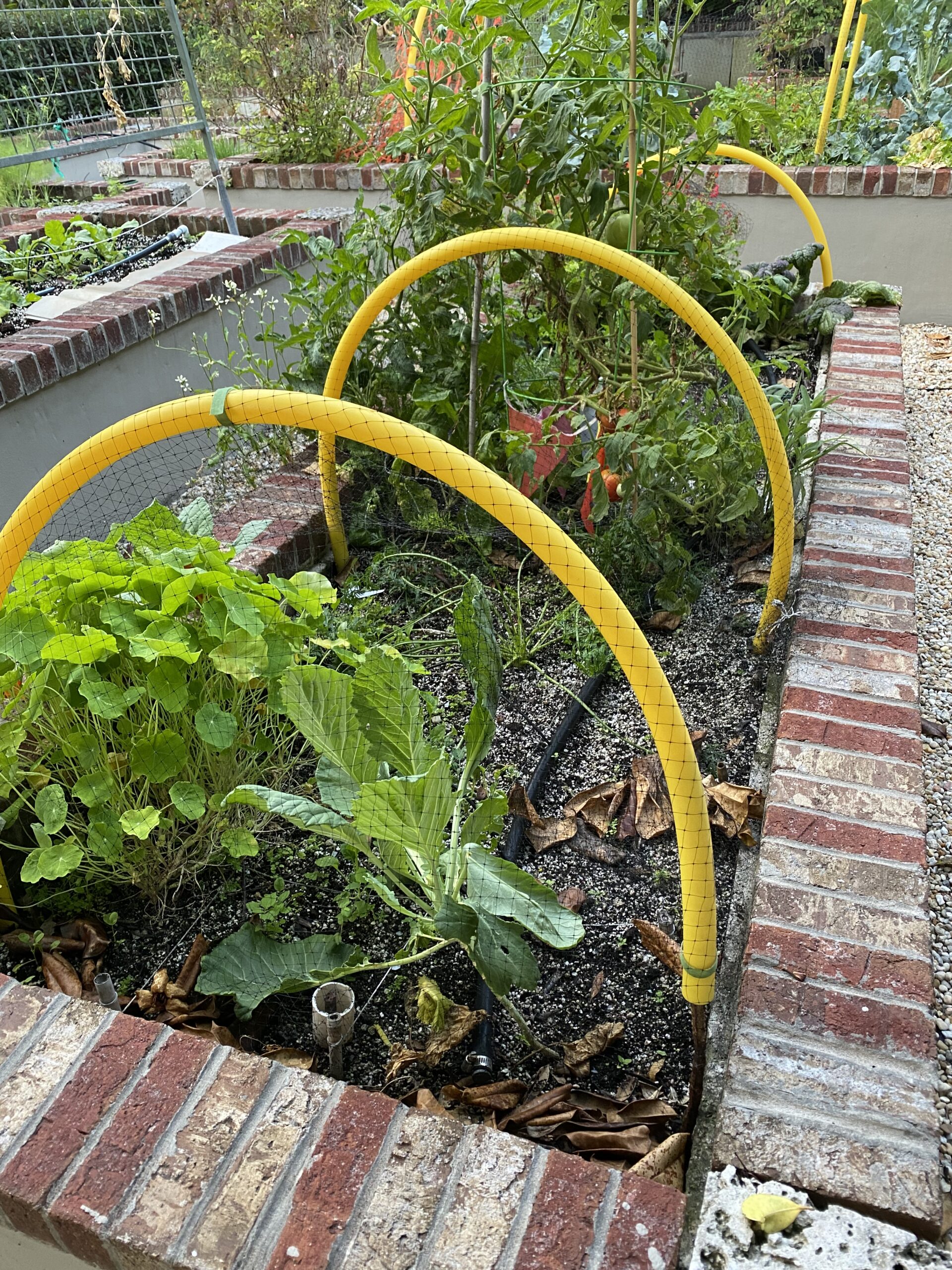 Yellow hoops for mounting bird netting in a garden bed