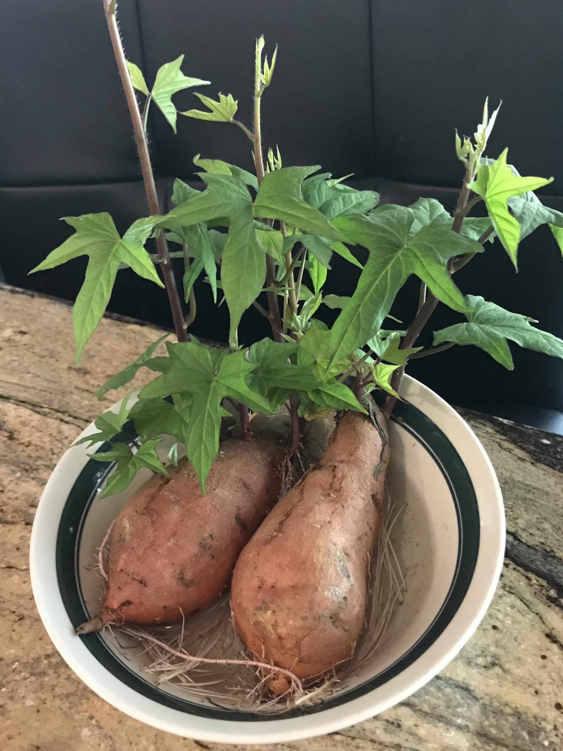 Two sweet potatoes in bowl of water sprouting with leaves
