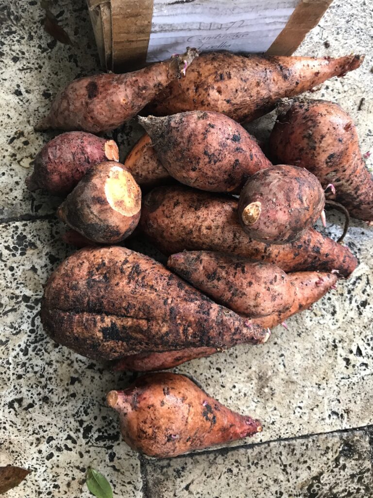 Harvested sweet potatoes on side of garden bed