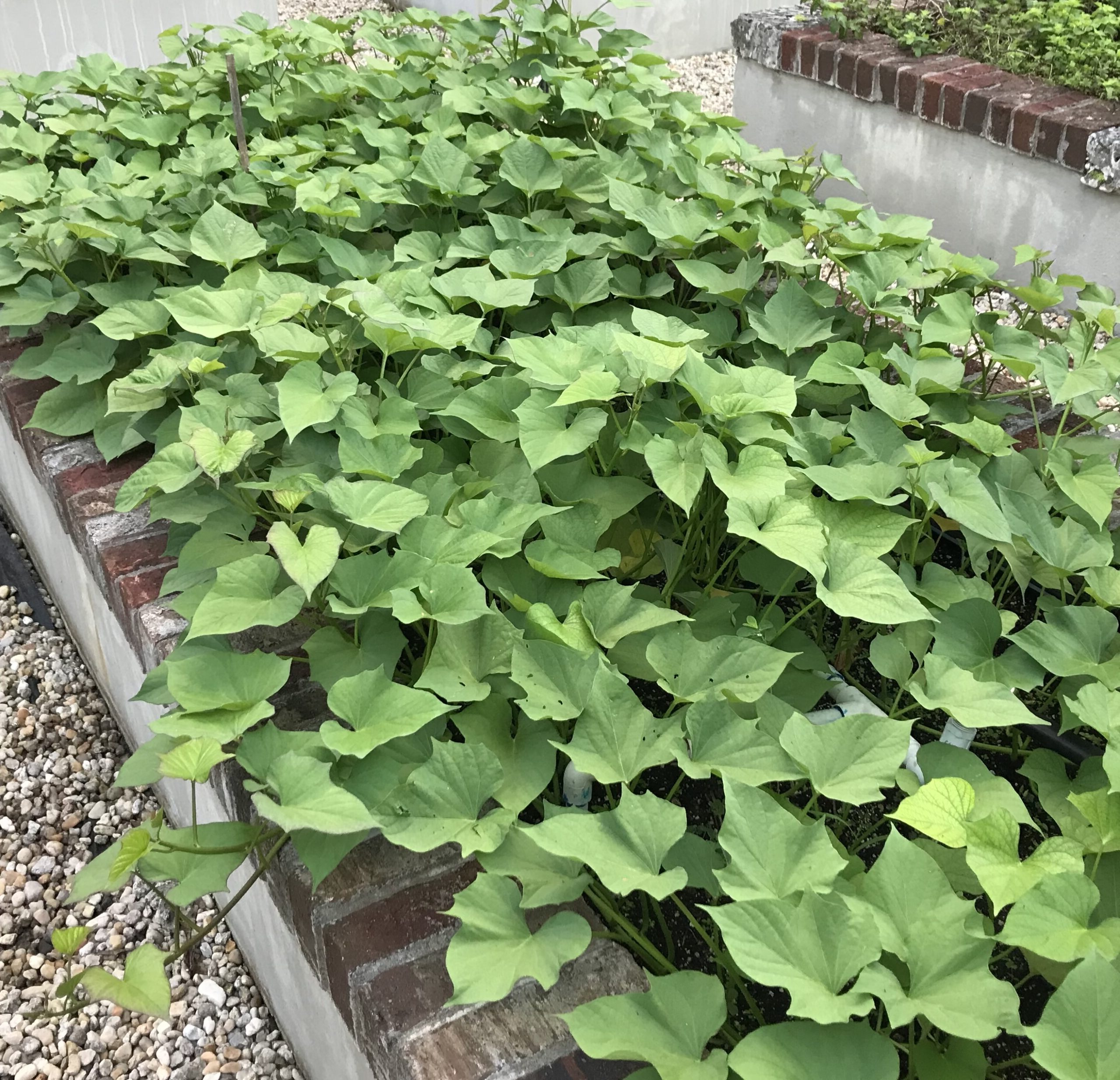 Garden bed full of sweet potato vine